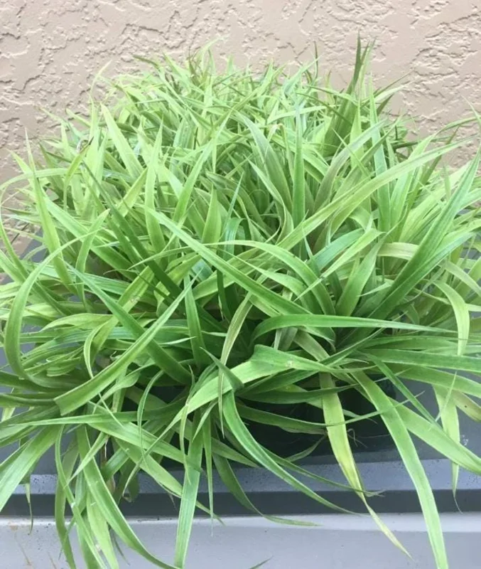 Pineapple Plant Live Starter - Elite Gold Variety, 4 to 6 Inches Tall - Image 5