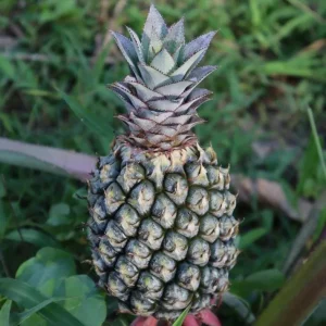 Pineapple Plant Live Starter - Elite Gold Variety, 4 to 6 Inches Tall - Image 7