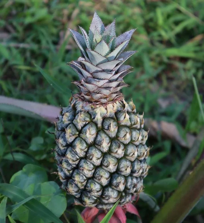 Pineapple Plant Live Starter - Elite Gold Variety, 4 to 6 Inches Tall - Image 7