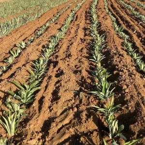 Pineapple Plant Live Starter - Elite Gold Variety, 4 to 6 Inches Tall - Image 9