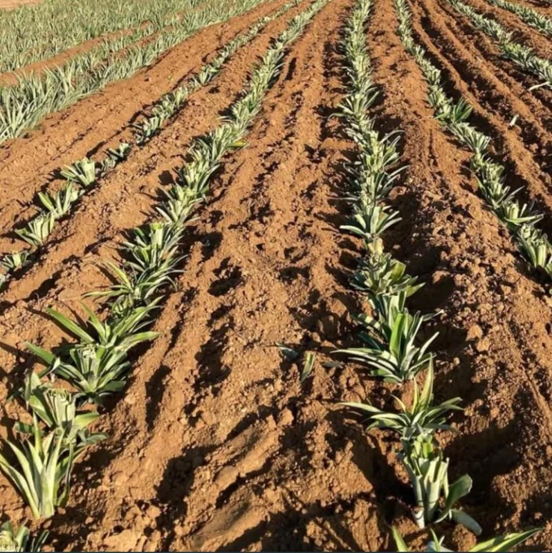 Pineapple Plant Live Starter - Elite Gold Variety, 4 to 6 Inches Tall - Image 9