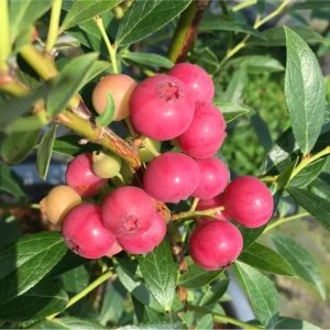 Pink Lemonade Blueberry Live Plant, Dwarf Fruit Tree, 4-6 Inch Tall - Image 5