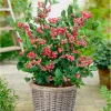 Pink Lemonade Blueberry Live Plant, Dwarf Fruit Tree, 4-6 Inch Tall - Image 1