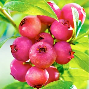 Pink Lemonade Blueberry Live Plant - Set of 2 Dwarf Fruit Trees, 4-6 Inch Tall - Image 2