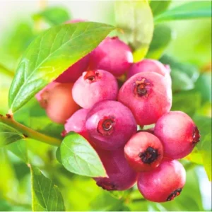 Pink Lemonade Blueberry Live Plant - Set of 2 Dwarf Fruit Trees, 4-6 Inch Tall - Image 4