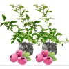 Pink Lemonade Blueberry Live Plant - Set of 2 Dwarf Fruit Trees, 4-6 Inch Tall - Image 1