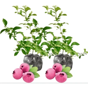 Pink Lemonade Blueberry Live Plant - Set of 2 Dwarf Fruit Trees, 4-6 Inch Tall - Image 1