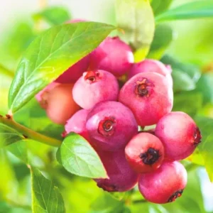 Pink Lemonade Blueberry Live Plants - Pack of 2 Dwarf Shrubs, 4-6 Inch Tall - Image 3