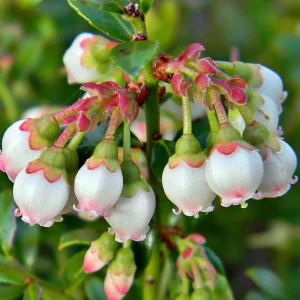 Pink Lemonade Blueberry Live Plants - Pack of 2 Dwarf Shrubs, 4-6 Inch Tall - Image 4