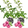 Pink Lemonade Blueberry Live Plants - Pack of 2 Dwarf Shrubs, 4-6 Inch Tall - Image 1