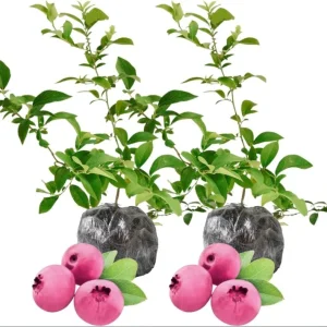 Pink Lemonade Blueberry Live Plants - Pack of 2 Dwarf Shrubs, 4-6 Inch Tall - Image 1