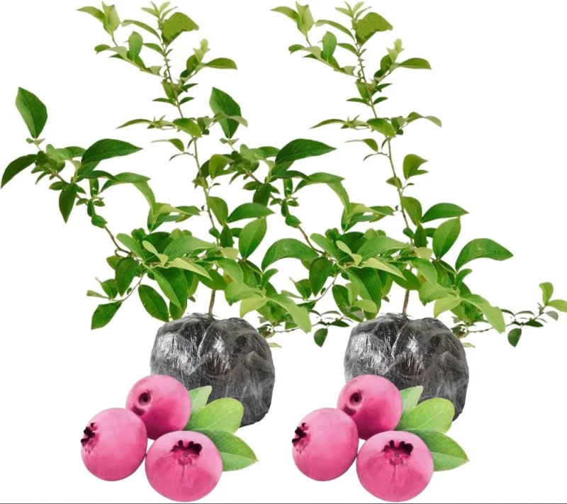 Pink Lemonade Blueberry Live Plants - Pack of 2 Dwarf Shrubs, 4-6 Inch Tall - Image 1