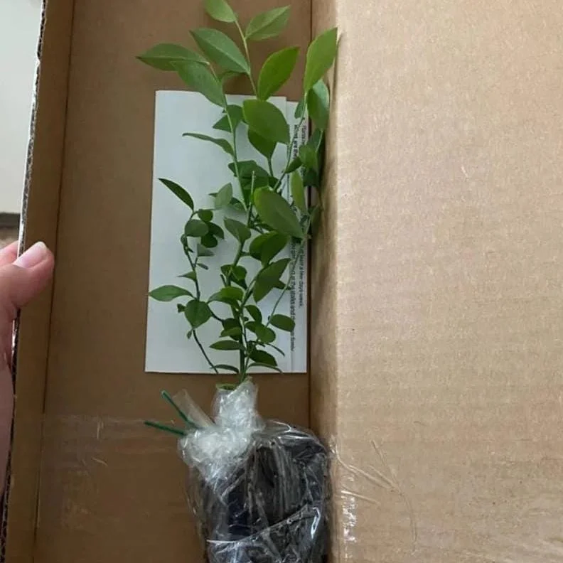 Pink Lemonade Blueberry Live Plants - Pack of 2 Dwarf Shrubs, 4-6 Inch Tall - Image 9