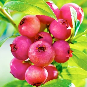 Pink Lemonade Blueberry Live Starter Plant – Dwarf Fruit Tree, Vaccinium Pink Lemonade, 4 to 6 Inch Tall, Pink Berries - Image 2