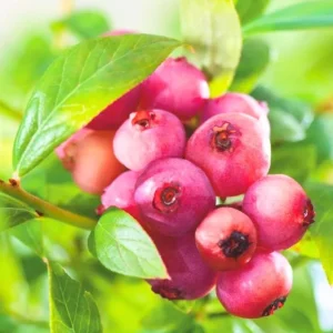 Pink Lemonade Blueberry Live Starter Plant – Dwarf Fruit Tree, Vaccinium Pink Lemonade, 4 to 6 Inch Tall, Pink Berries - Image 6