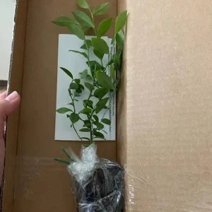 Pink Lemonade Blueberry Live Starter Plant – Dwarf Fruit Tree, Vaccinium Pink Lemonade, 4 to 6 Inch Tall, Pink Berries - Image 8