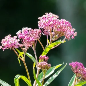 Pink Milkweed Live Starter Plants - 2 Pack, Asclepias Tuberosa, 4-9 Inch Tall, Outdoor - Image 2