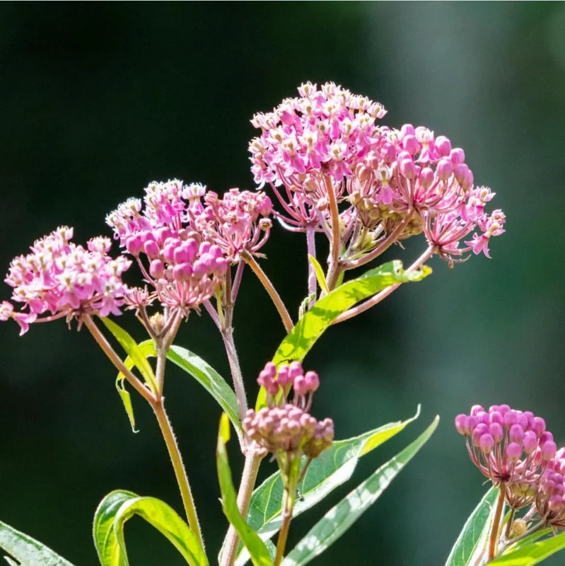Pink Milkweed Live Starter Plants - 2 Pack, Asclepias Tuberosa, 4-9 Inch Tall, Outdoor - Image 2