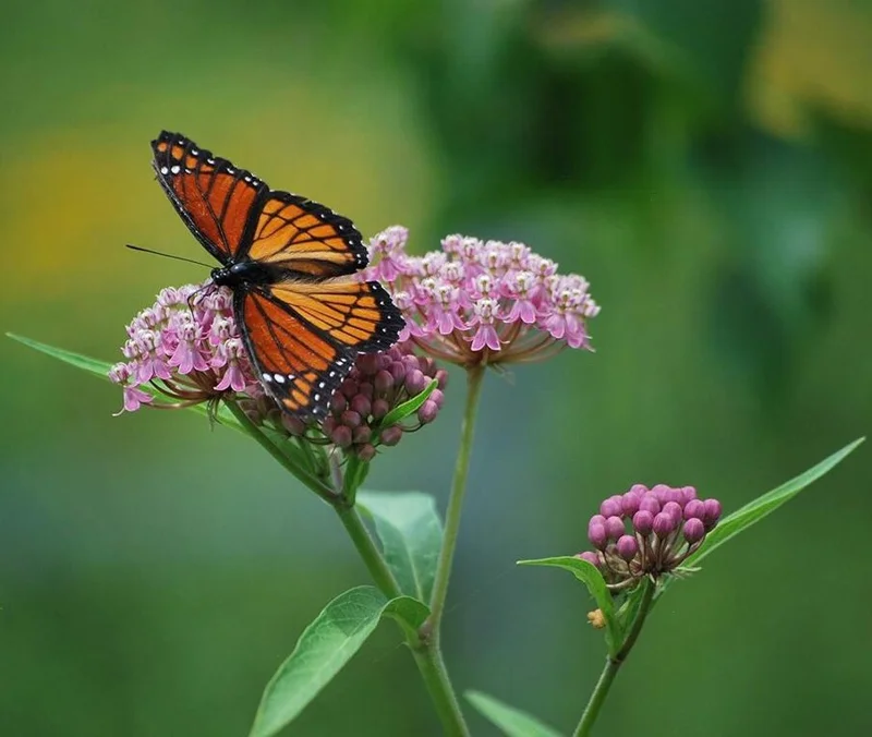 Pink Milkweed Live Starter Plants - 2 Pack, Asclepias Tuberosa, 4-9 Inch Tall, Outdoor - Image 3