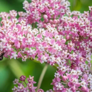 Pink Milkweed Live Starter Plants - 2 Pack, Asclepias Tuberosa, 4-9 Inch Tall, Outdoor - Image 4