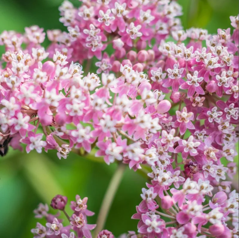 Pink Milkweed Live Starter Plants - 2 Pack, Asclepias Tuberosa, 4-9 Inch Tall, Outdoor - Image 4