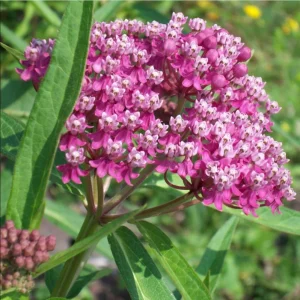 Pink Milkweed Live Starter Plants - 2 Pack, Asclepias Tuberosa, 4-9 Inch Tall, Outdoor - Image 5