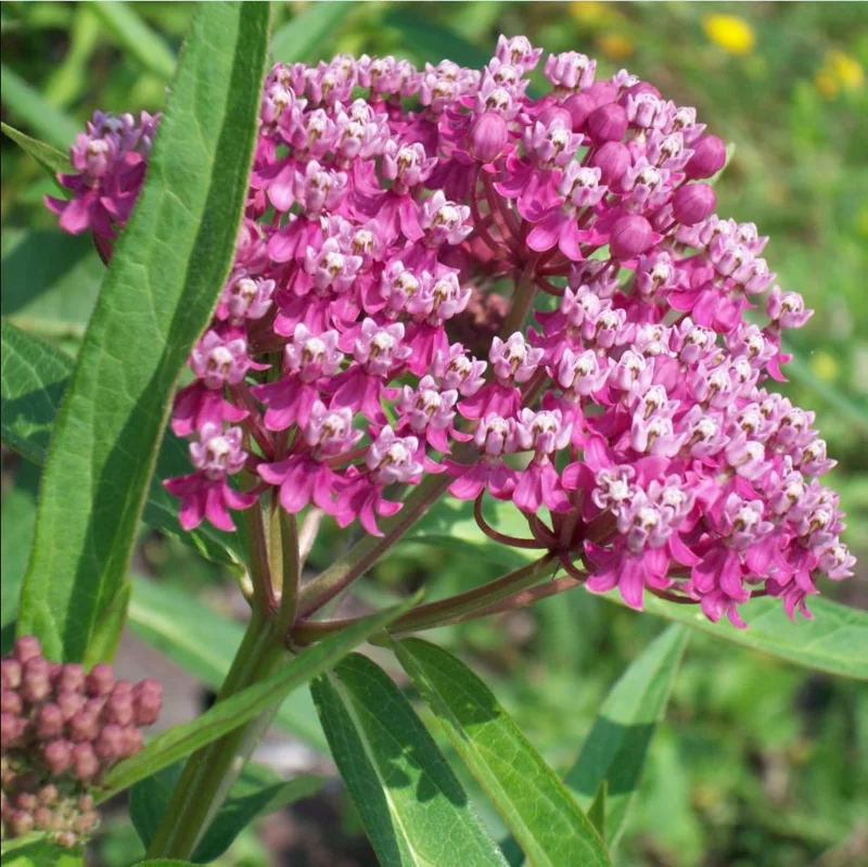Pink Milkweed Live Starter Plants - 2 Pack, Asclepias Tuberosa, 4-9 Inch Tall, Outdoor - Image 5