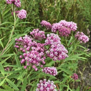 Pink Milkweed Live Starter Plants - 2 Pack, Asclepias Tuberosa, 4-9 Inch Tall, Outdoor - Image 6
