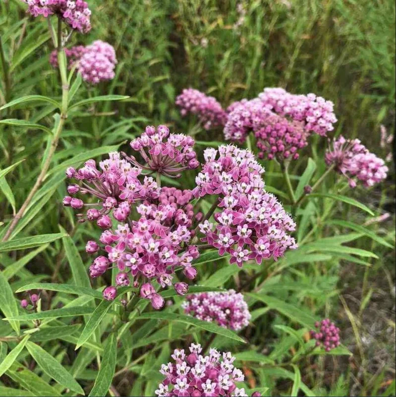 Pink Milkweed Live Starter Plants - 2 Pack, Asclepias Tuberosa, 4-9 Inch Tall, Outdoor - Image 6