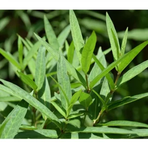 Pink Milkweed Live Starter Plants - 2 Pack, Asclepias Tuberosa, 4-9 Inch Tall, Outdoor - Image 8