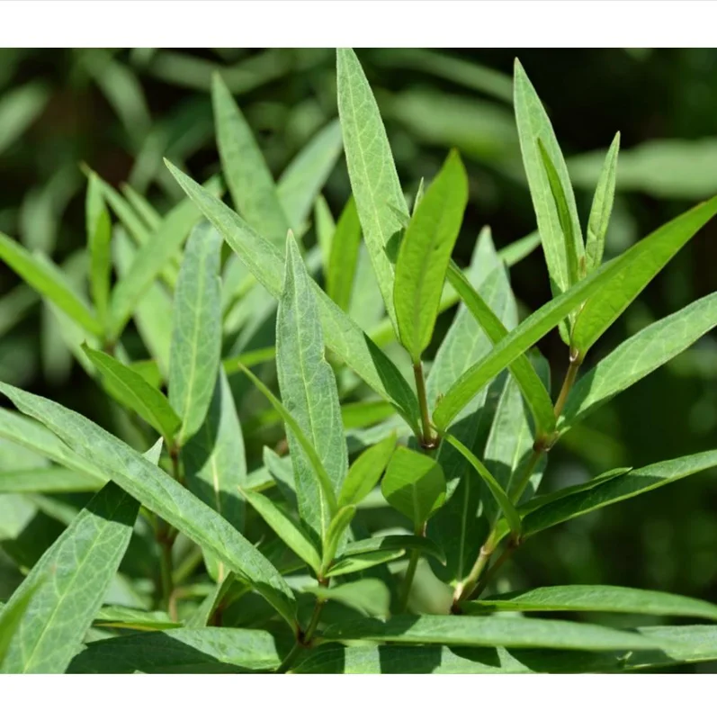 Pink Milkweed Live Starter Plants - 2 Pack, Asclepias Tuberosa, 4-9 Inch Tall, Outdoor - Image 8