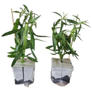 Pink Milkweed Live Starter Plants - 2 Pack, Asclepias Tuberosa, 4-9 Inch Tall, Outdoor - Image 9