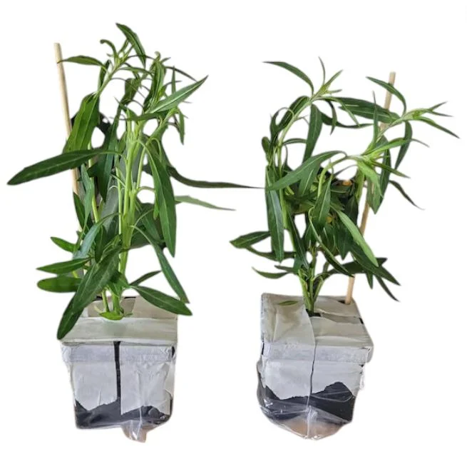 Pink Milkweed Live Starter Plants - 2 Pack, Asclepias Tuberosa, 4-9 Inch Tall, Outdoor - Image 9