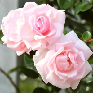 Pink New Dawn Rose Live Plant Starter, 4-6 Inch Tall, Fragrant Climbing Rose Bush - Image 2