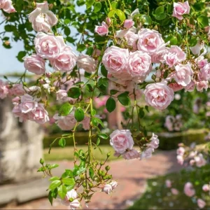 Pink New Dawn Rose Live Plant Starter, 4-6 Inch Tall, Fragrant Climbing Rose Bush - Image 3