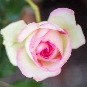 Pink New Dawn Rose Live Plant Starter, 4-6 Inch Tall, Fragrant Climbing Rose Bush - Image 1