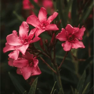 Pink Oleander Live Plant – 2 Pack – 4-9 Inch Tall – Outdoor Shrub - Image 3