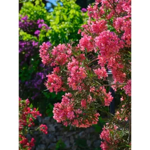 Pink Oleander Live Plant – 2 Pack – 4-9 Inch Tall – Outdoor Shrub - Image 4