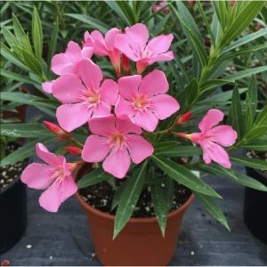 Pink Oleander Live Plant – 2 Pack – 4-9 Inch Tall – Outdoor Shrub - Image 7