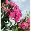 Pink Oleander Live Plant – 2 Pack – 4-9 Inch Tall – Outdoor Shrub - Image 1