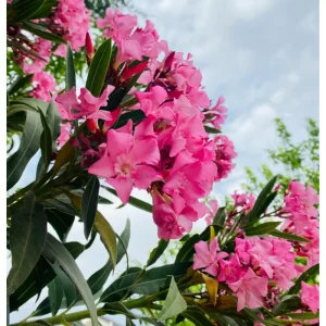 Pink Oleander Live Plant – 2 Pack – 4-9 Inch Tall – Outdoor Shrub - Image 1