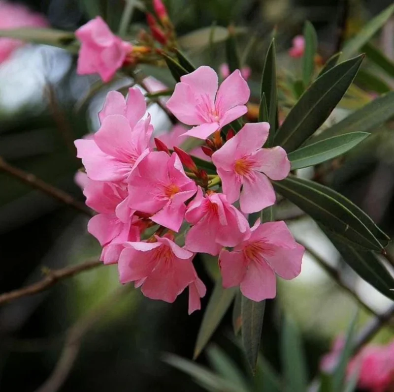 Pink Oleander Live Starter Plants - 2 Pack, 4-9 Inch Tall, Outdoor Shrub - Image 10