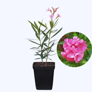 Pink Oleander Live Starter Plants - 2 Pack, 4-9 Inch Tall, Outdoor Shrub - Image 2