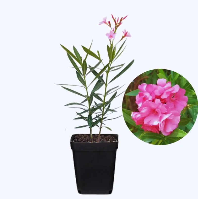 Pink Oleander Live Starter Plants - 2 Pack, 4-9 Inch Tall, Outdoor Shrub - Image 2
