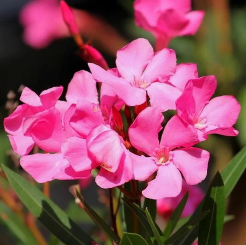 Pink Oleander Live Starter Plants - 2 Pack, 4-9 Inch Tall, Outdoor Shrub - Image 3
