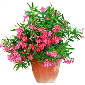 Pink Oleander Live Starter Plants - 2 Pack, 4-9 Inch Tall, Outdoor Shrub - Image 4