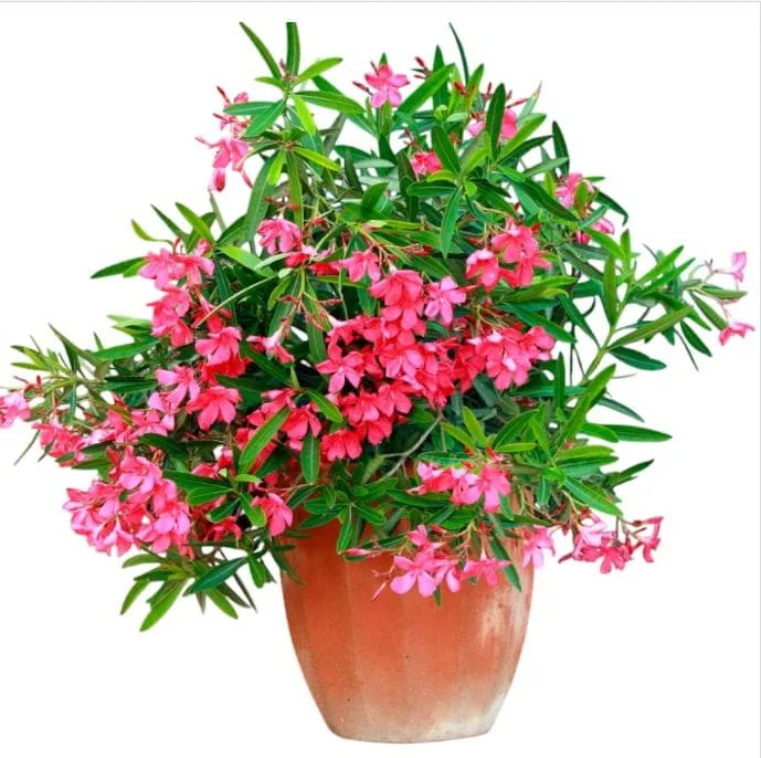 Pink Oleander Live Starter Plants - 2 Pack, 4-9 Inch Tall, Outdoor Shrub - Image 4