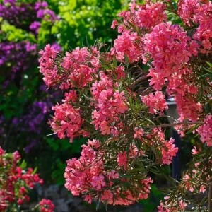 Pink Oleander Live Starter Plants - 2 Pack, 4-9 Inch Tall, Outdoor Shrub - Image 5