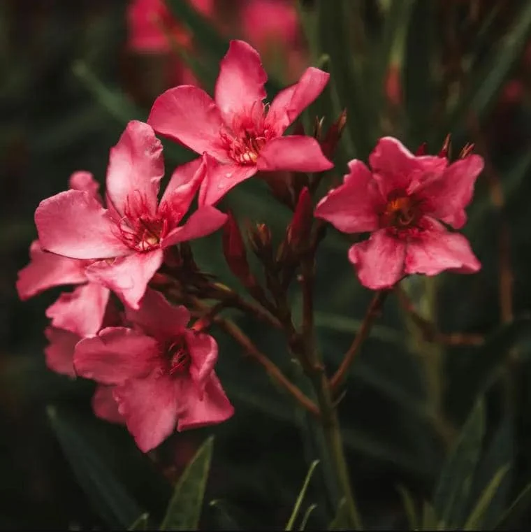 Pink Oleander Live Starter Plants - 2 Pack, 4-9 Inch Tall, Outdoor Shrub - Image 6