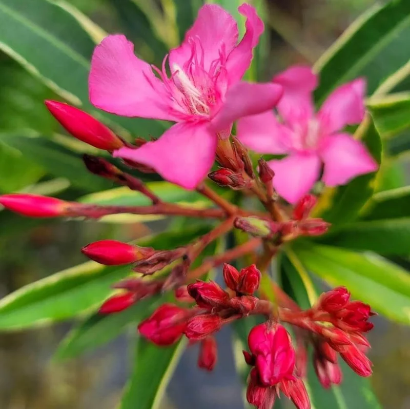 Pink Oleander Live Starter Plants - 2 Pack, 4-9 Inch Tall, Outdoor Shrub - Image 7